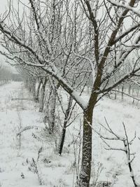 Marillenbäume im Winter